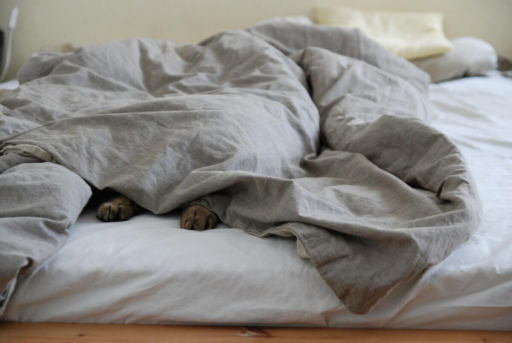 Gray duvet on a bed with cat paws sticking out