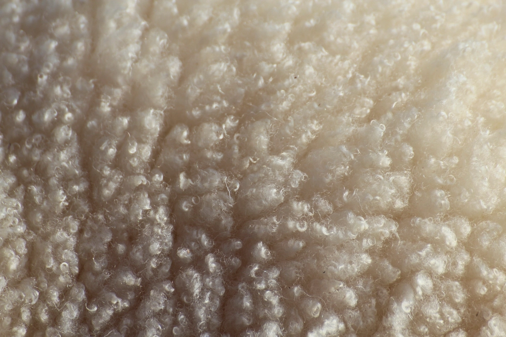 Close-up of cream sheep wool fleece texture